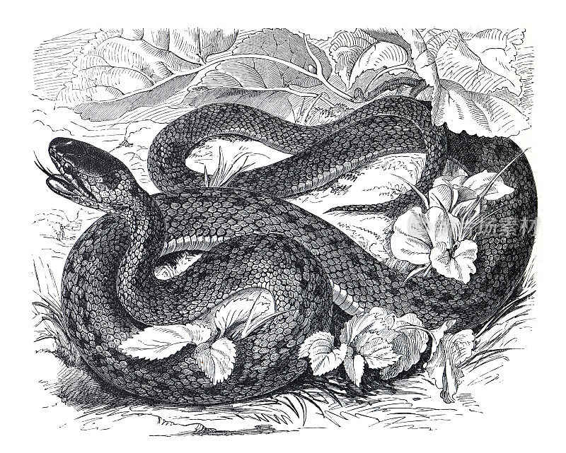 古毒蛇Coronella laevis蛇。野生动物。热带野生动物的插图。手绘雕刻插图。蛇的海报。
